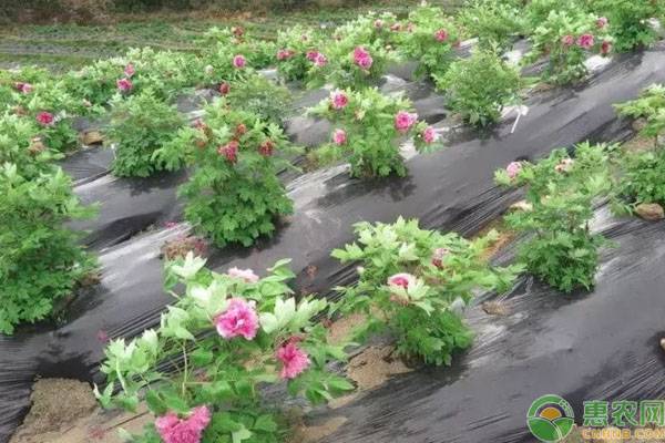 芍药黄叶是什么原因造成的,芍药发黄肥料大怎么处理