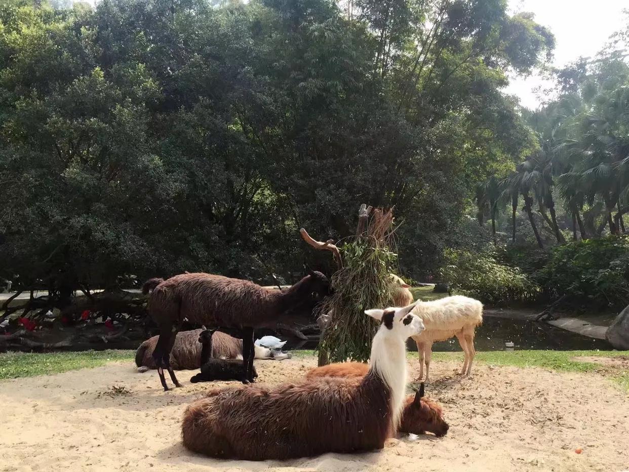 长隆野生动物世界到珠海海洋王国,去长隆野生动物世界需要注意什么