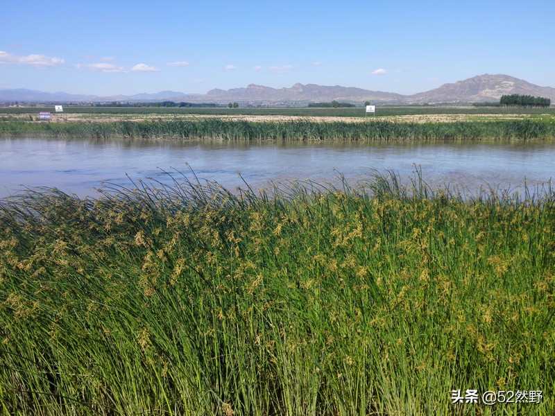 久违的蛙鸣声瞬间忆起童年的趣事,久违的蟋蟀声音