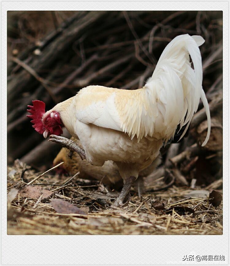 航拍闫庄镇街景,嵩县闫庄图片