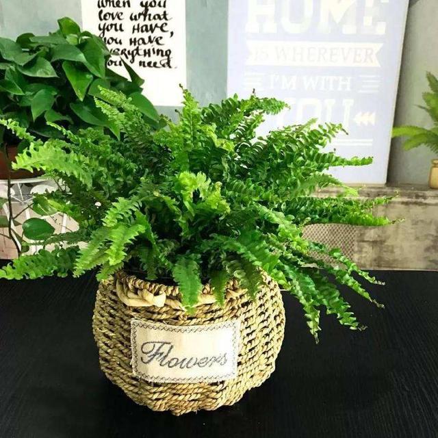 洗手间养什么花除味,卫生间养植物真的能除臭吸湿气吗