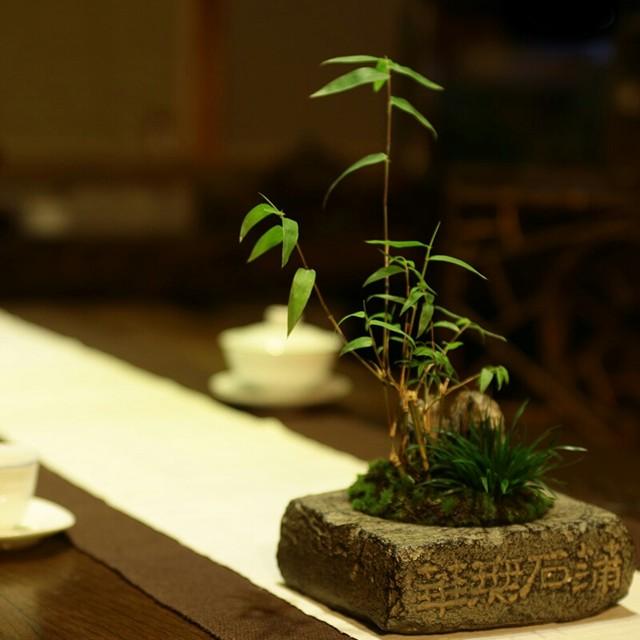 禅意浓浓的菖蒲盆景,最有禅意小绿植是菖蒲