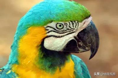 “亚马逊心脏”之城的玛瑙斯