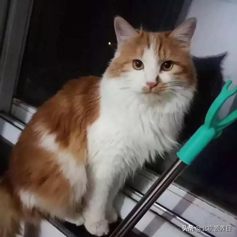 喵星人第二季,喵星人第2季免费观看