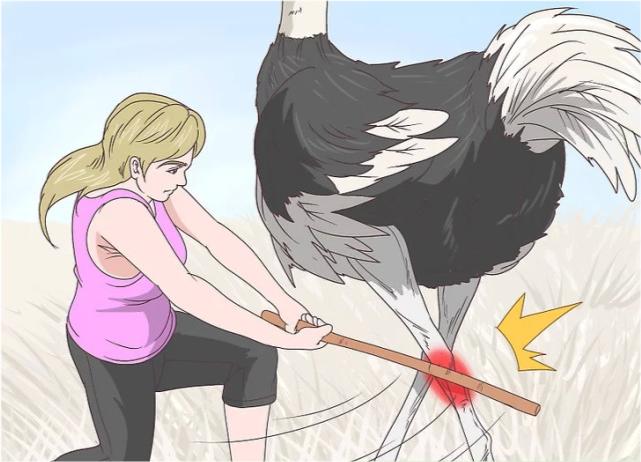 鸵鸟遇到强敌怎么办,如何帮鸵鸟逃避危险