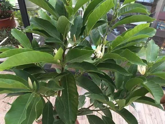 净化空气的十种花,家里养这4种花清新怡人