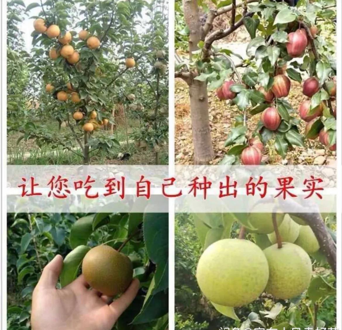 晚秋黄梨树苗哪里有售,早熟红心梨树苗出售