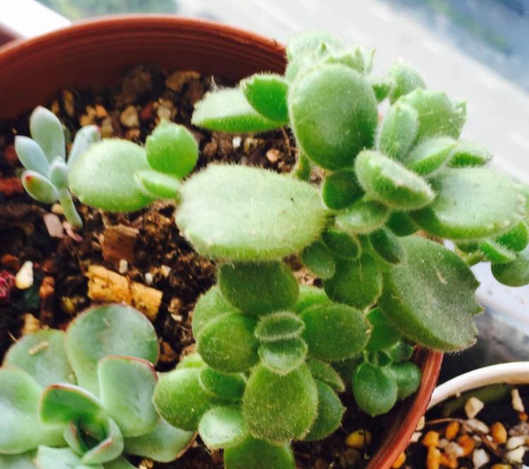 熊童子掉下的叶子怎么处理,熊童子掉下来的叶子可以怎么利用