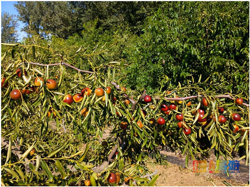 今年多雨水，枣子珍贵的很~京城这几家枣园留住了秋日的甜蜜