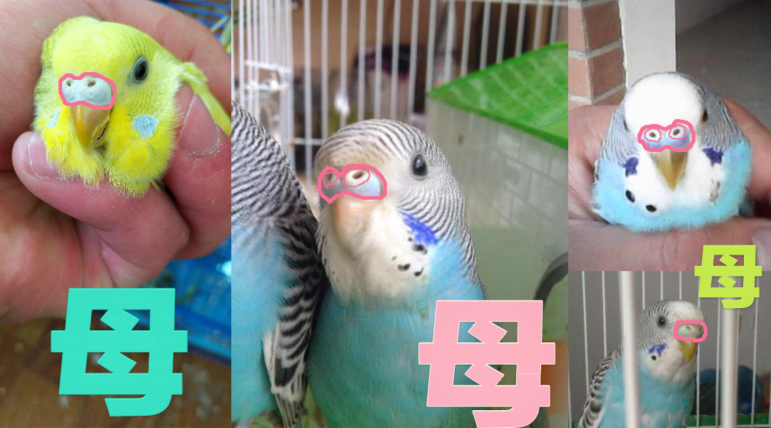 虎皮鹦鹉幼鸟分辨公母,如何区分幼鸟虎皮鹦鹉公母