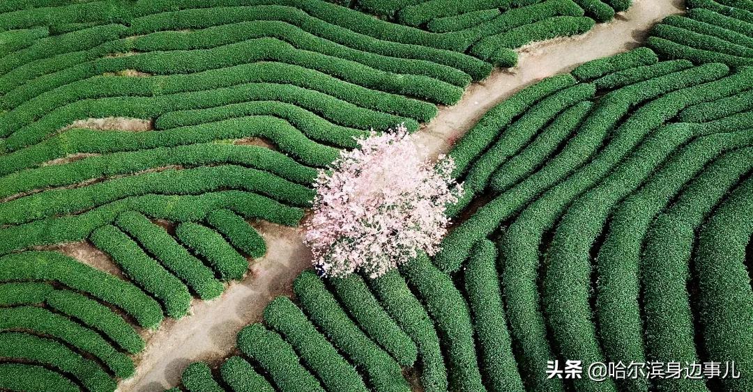 哭了！来了北方，奶茶都喝不上了。为什么北方是奶茶荒漠？