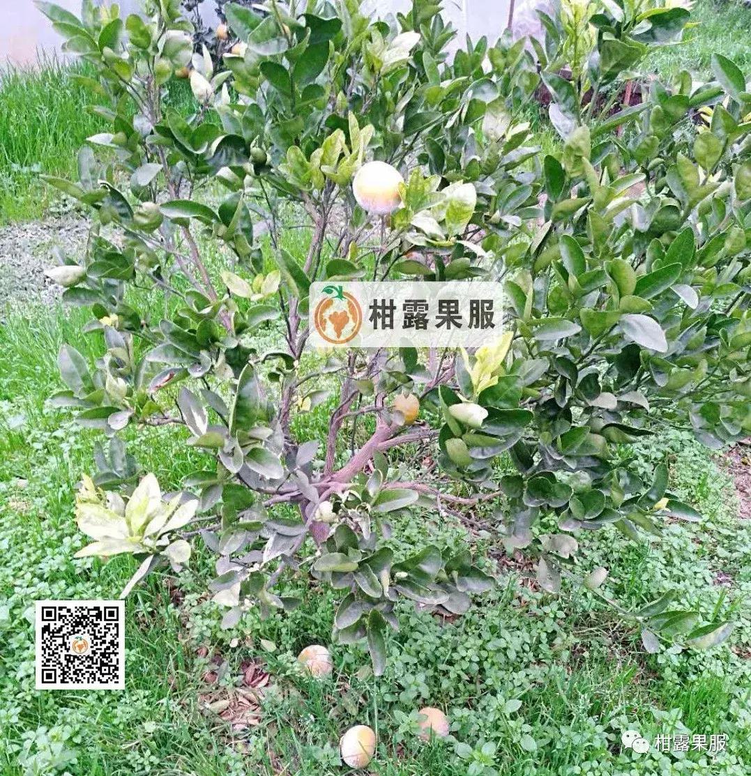 开春有什么好方法,开春除虫