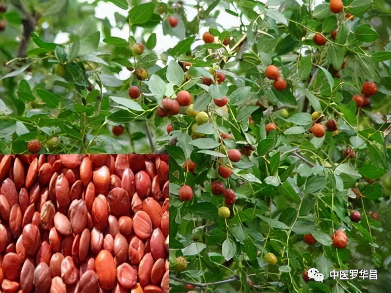 酸枣仁，疗失眠补心脾之要药！附医案