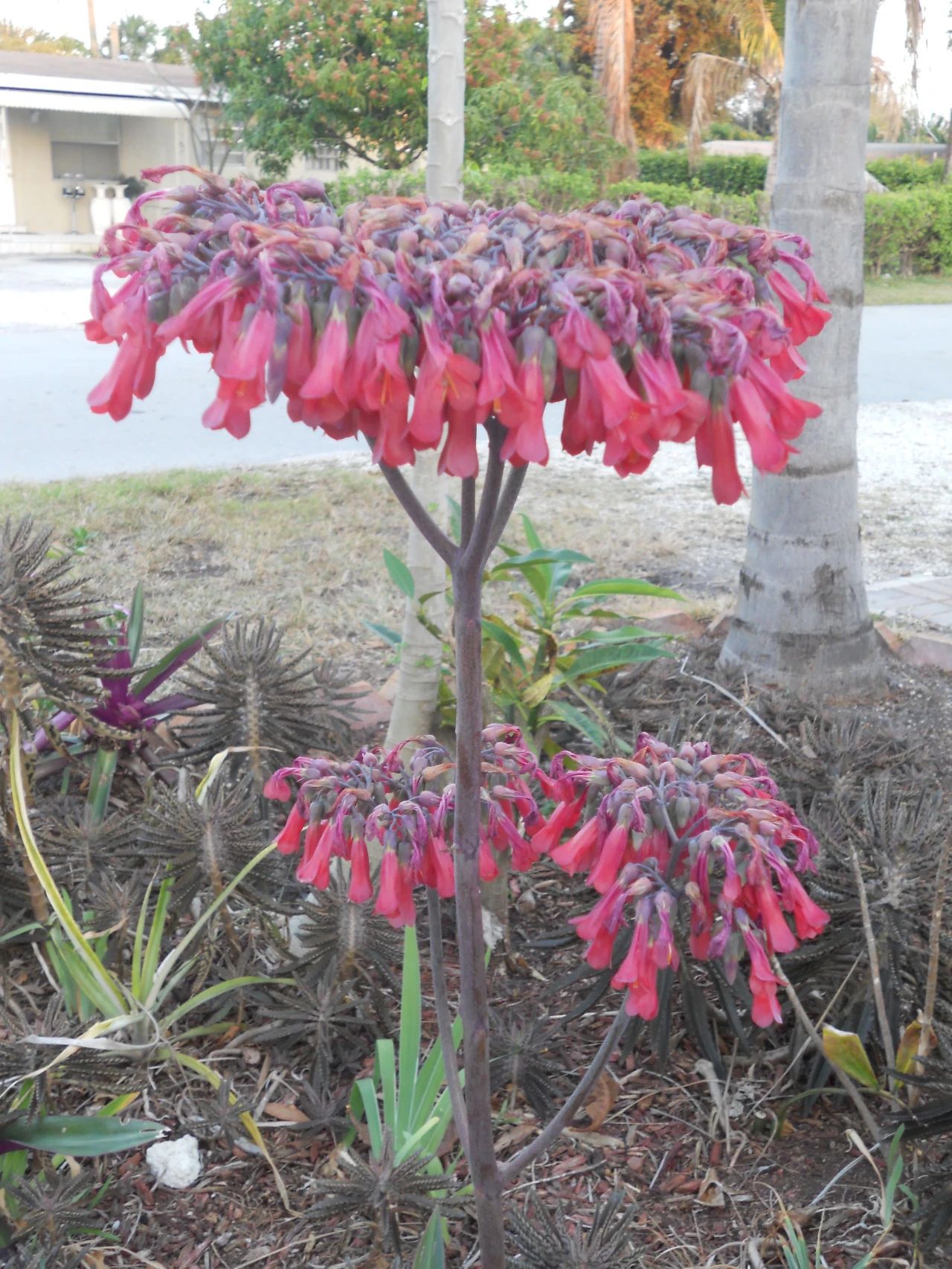 比多肉还好养的树,比多肉好看的绿植