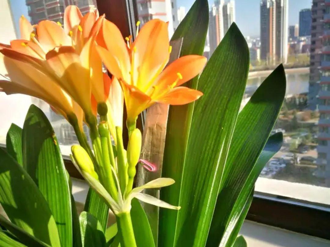 君子兰如何养殖才能长得更旺盛,君子兰怎么能养出好根系