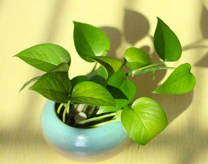 绿萝怎么养才能让人羡慕,绿萝怎么养才能让它长得很好