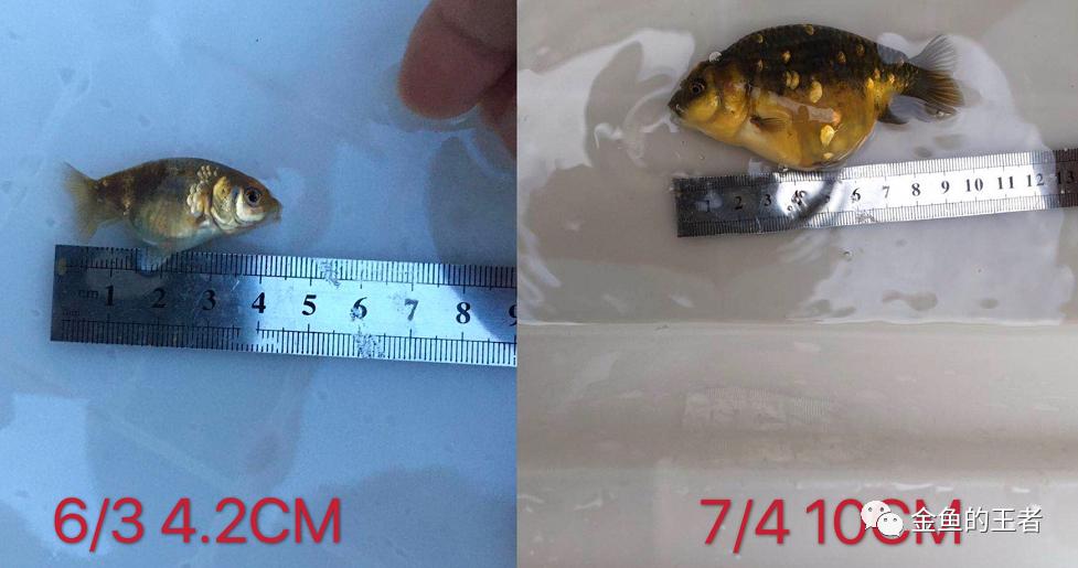 养功考试1个月,20条鱼的前后成长对比,变化太惊艳了