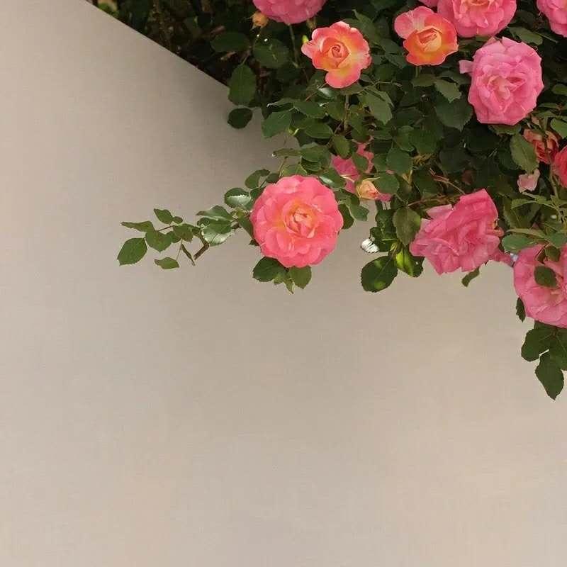 即将影视化的古装剧,2022即将影视化的小说