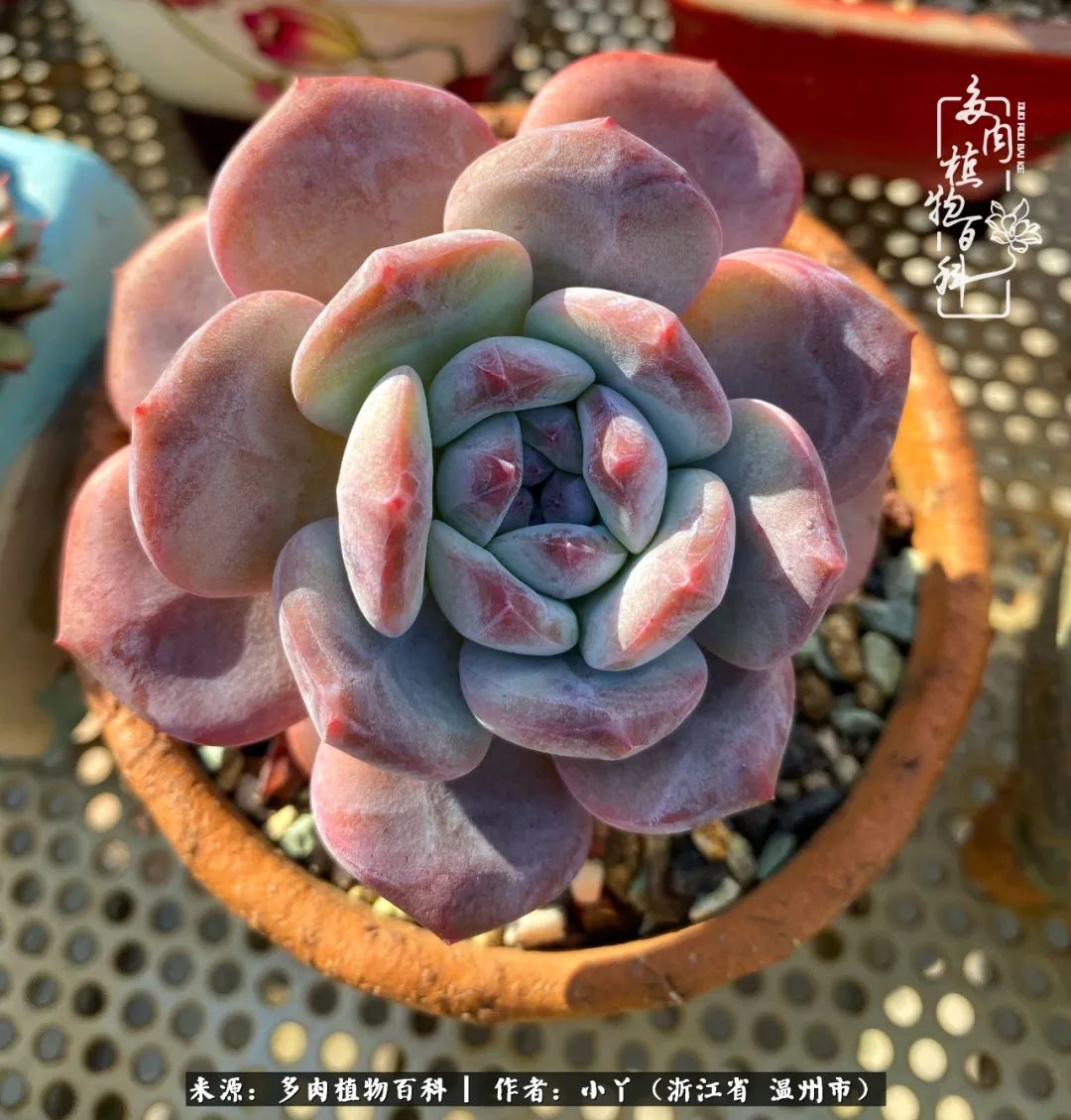 祖上无院家里无矿,一腔浪漫情怀付诸楼顶造花