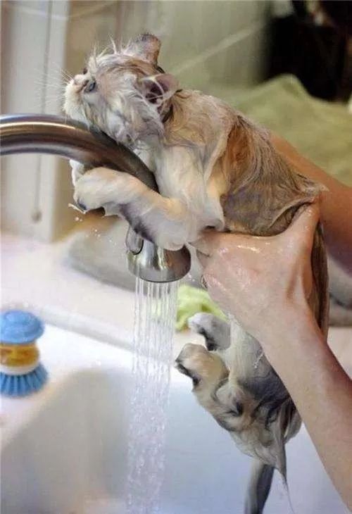 冬天给猫咪洗澡会不会感冒,猫咪冬天洗澡会感冒吗