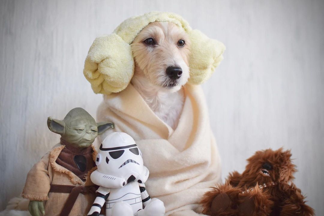 养宠物人得了寄生虫,养宠物人得皮肤病