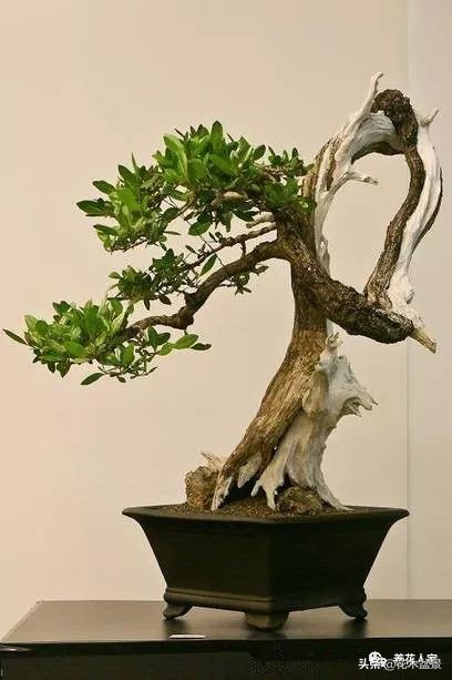 家有黄杨世代栋梁是指哪种黄杨,家有黄杨代代出栋梁