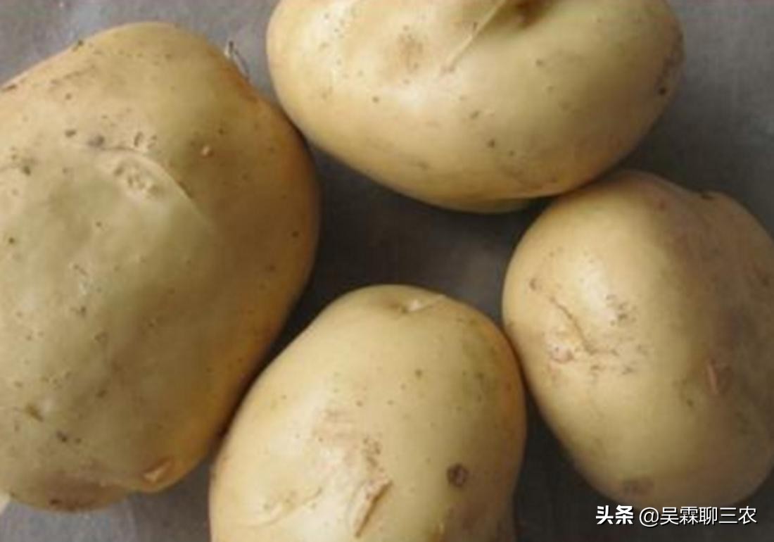 提高马铃薯商品性栽培技术问答,学习农作物栽培技术培训通知