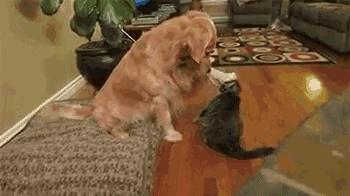 犬猫行为异常有哪些常见症状,发现猫有问题能退吗