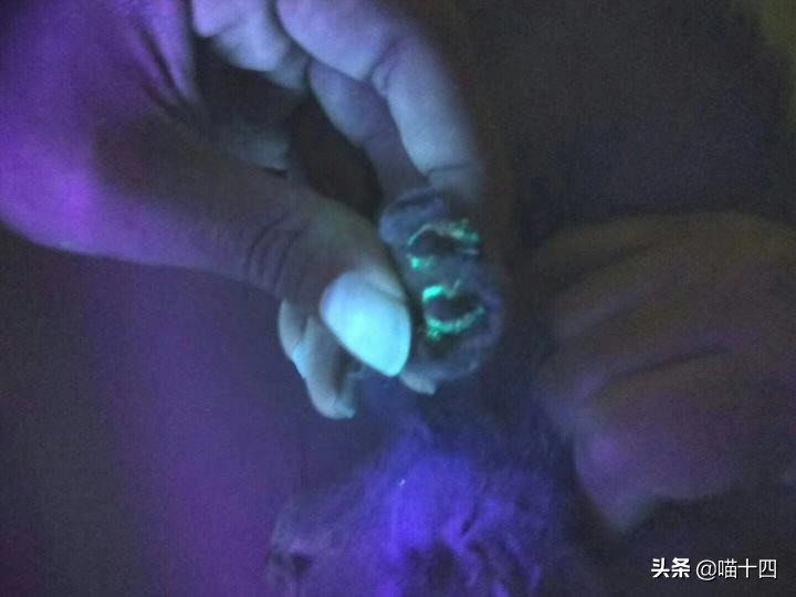 宠物荧光伍德氏灯,猫癣专用伍德氏灯