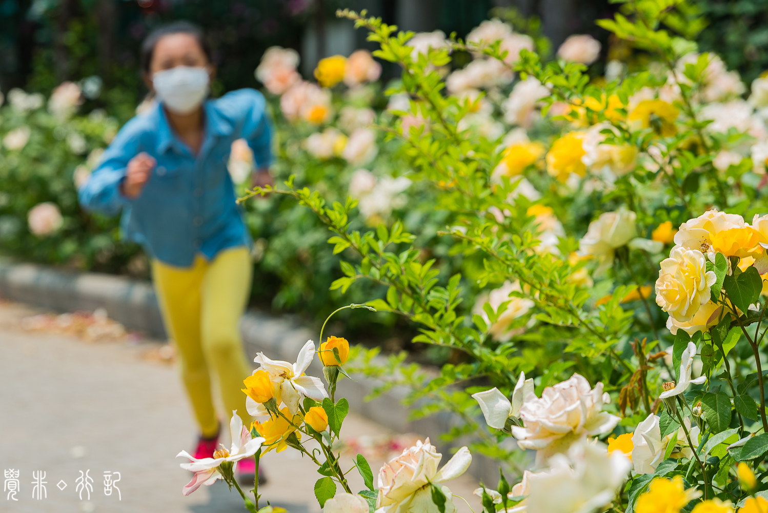 月季花中国特有品种,从中国运到欧洲的四种月季