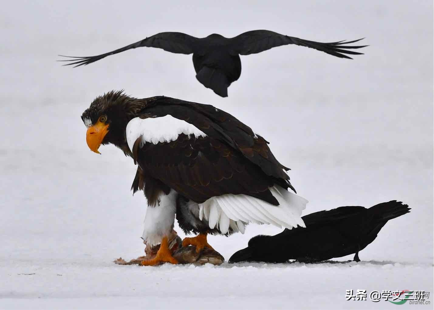 同样是鸟,为啥乌鸦能这么流氓?