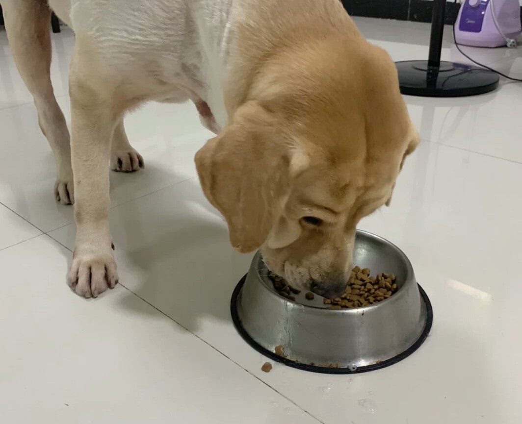 狗狗爱吃猫粮是什么原因,狗狗爱吃猫粮怎么办