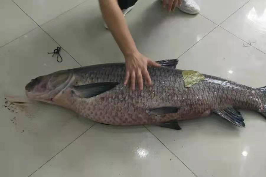 这才是大鱼的正确钓法,介绍一下钓大青鱼