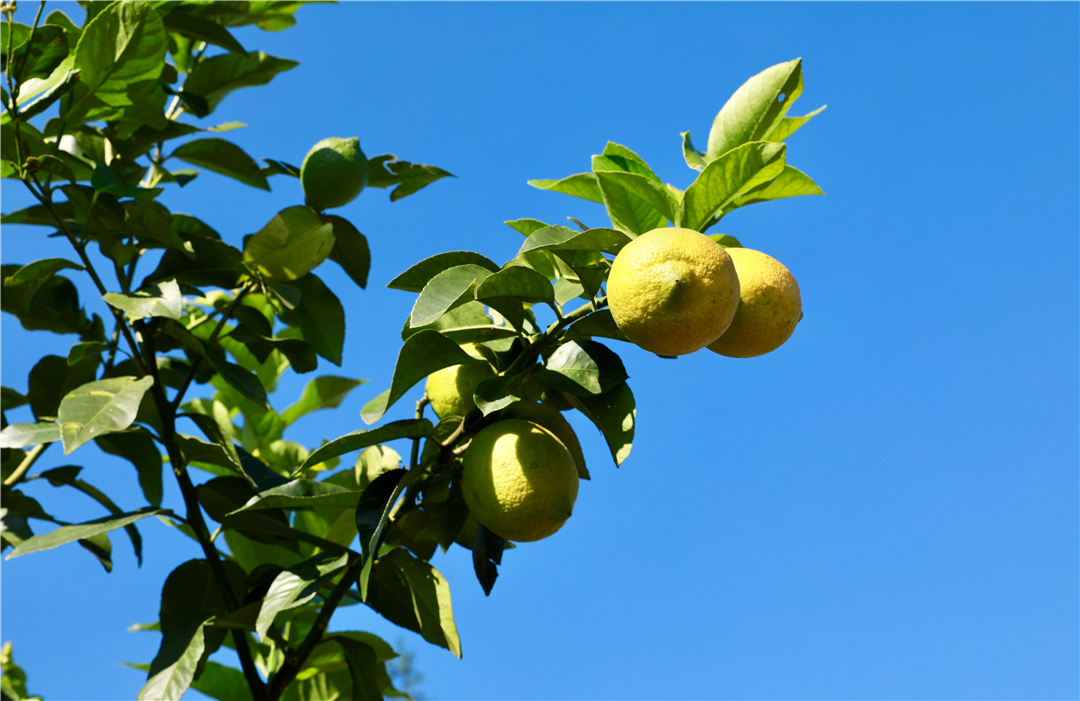 罗平柠檬基地,云南罗平柠檬种植基地