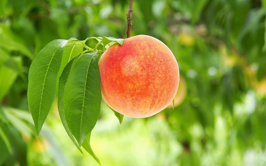 关于桃树的小知识怎么种好桃子,了解桃树知识