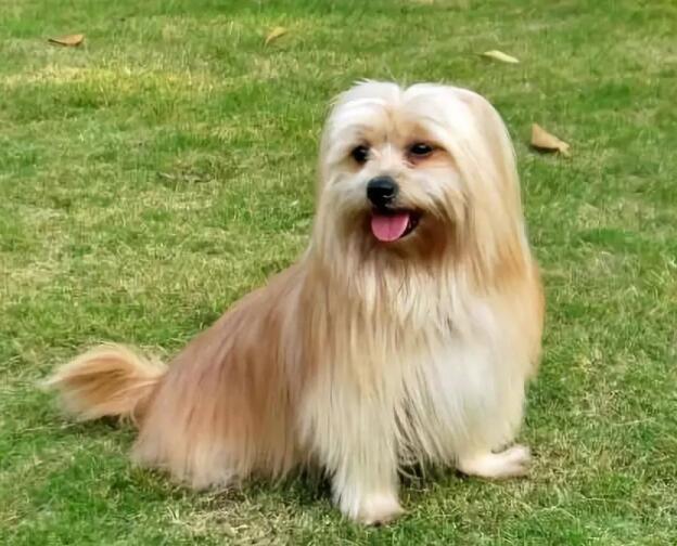 拉萨犬是怎么形成的,拉萨犬到底有多凶