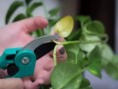 长藤绿萝怎么养才能更旺盛,为什么有的绿萝长藤有的不长藤