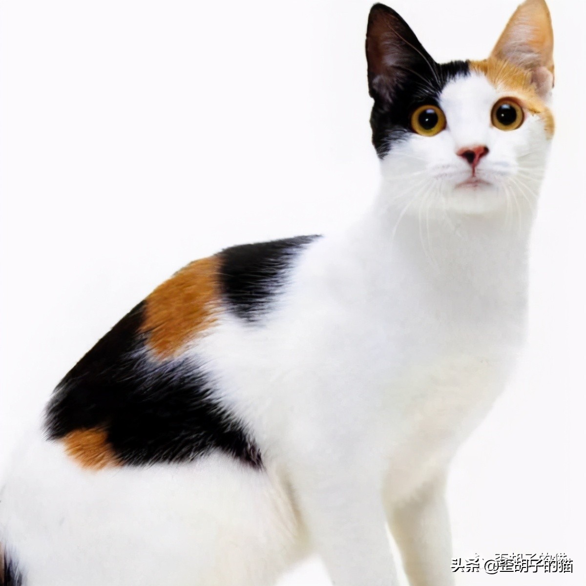 「歪胡子的猫」盘点中美日动漫中的猫咪现实中的样子