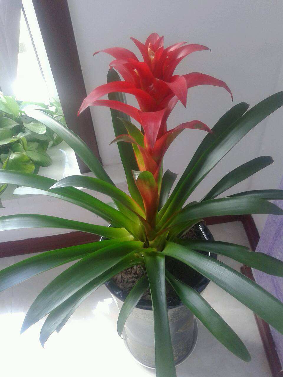 水塔花的养殖方法施什么肥,水塔花的养殖方法和注意事项