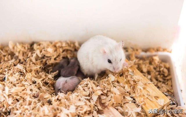 金丝熊怎么养得白白胖胖,如何把金丝熊养的肥肥胖胖