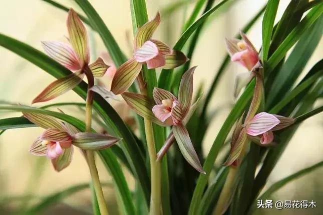 春兰春剑送春莲瓣兰蕙兰怎么分别,蕙兰春兰春剑莲瓣兰对光照的要求