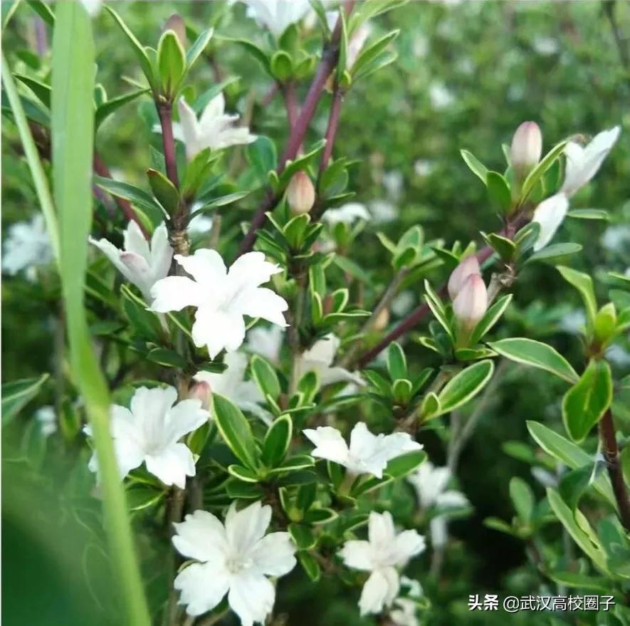 湖北中医药大学，是湖北省唯一一所高等中医药本科院校