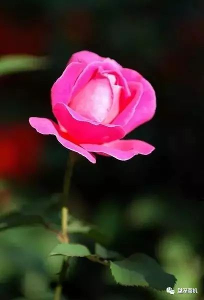 中国各大城市市花介绍,全国56市市花太美了的视频