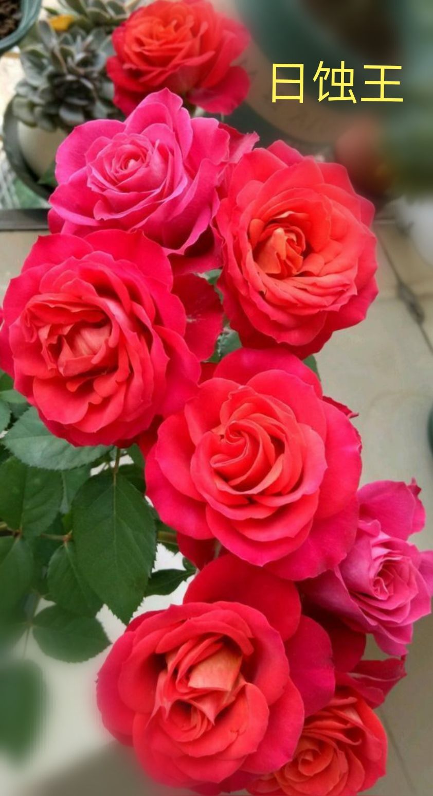 阳台系列月季品种大全,微型月季藤本月季