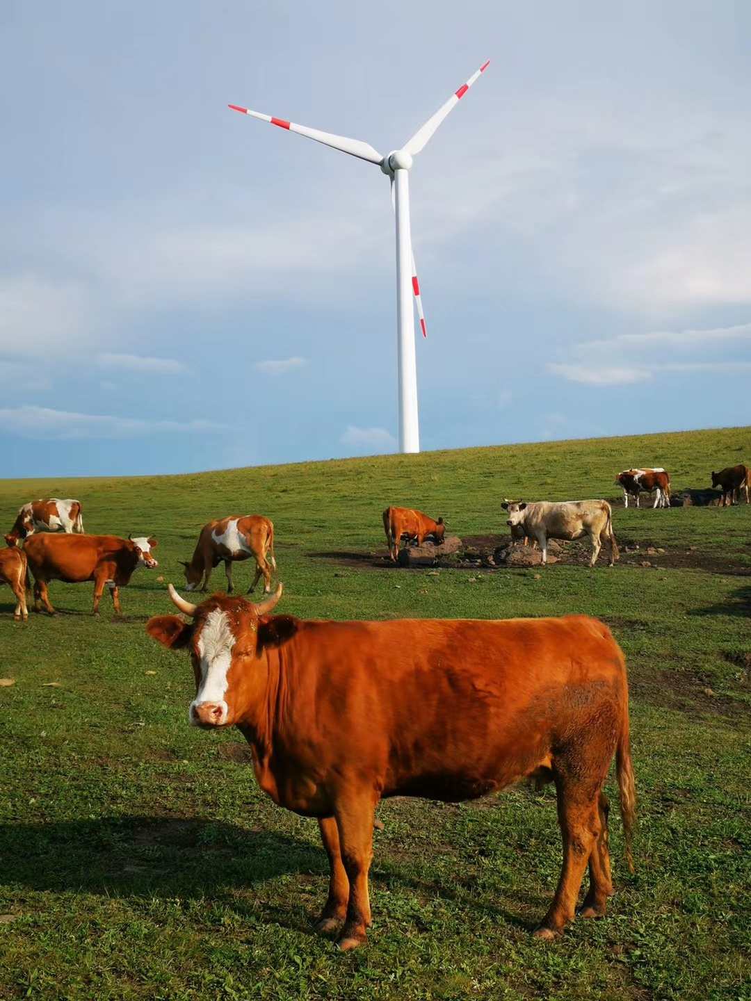 红松洼和乌兰布统哪个好,乌兰布统坝上草原旅游攻略