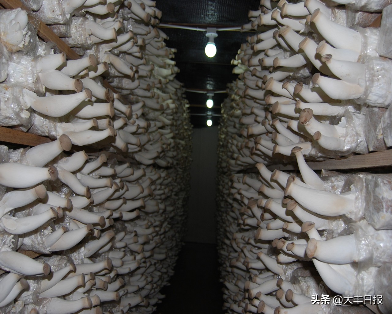 盐城大丰区2019重大项目工程,盐城大丰县重点项目