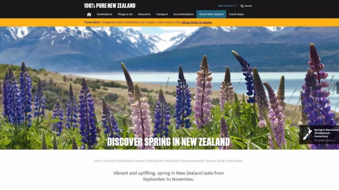 新西兰鲁冰花最新视频,新西兰野生鲁冰花