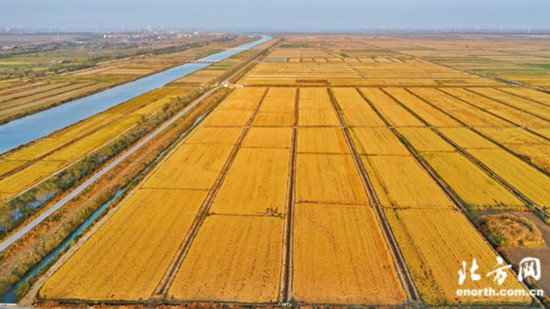 生态稻花香大米好吃不,天津七里海稻田大米怎么样