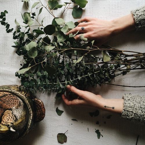 室内除甲醛最好的植被,室内植被存活率高的有哪些