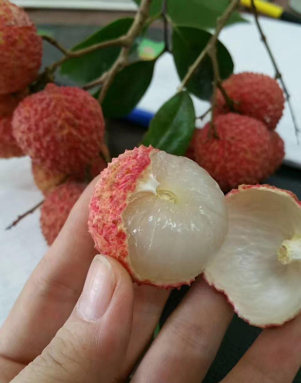 茂名：闻名国内外高州荔枝的前世今生，还有很多鲜为人知的故事